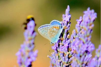 <i>Polyommatus icarus</i>