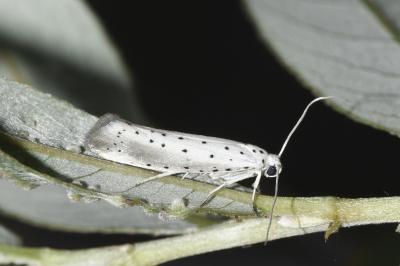 <i>Yponomeuta rorrella</i>