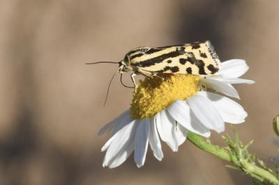 <i>Emmelia trabealis</i>