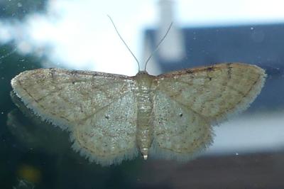 <i>Idaea fuscovenosa</i>