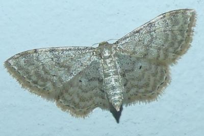 <i>Idaea fuscovenosa</i>