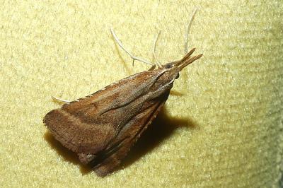 <i>Synaphe punctalis</i>