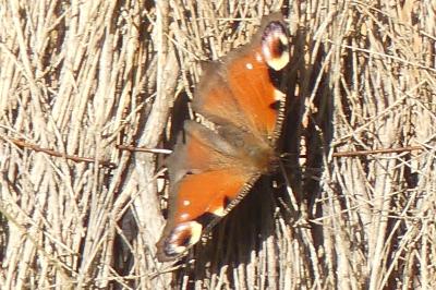 <i>Aglais io</i>