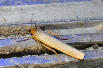 <i>Manulea complana</i>
