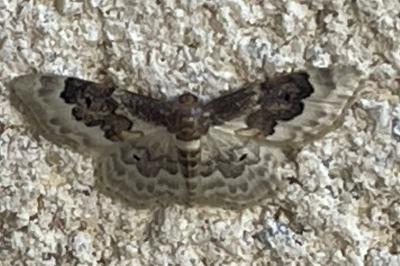 <i>Idaea rusticata</i>