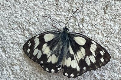 <i>Melanargia galathea</i>