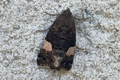 <i>Tyta luctuosa</i>