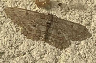 <i>Hypomecis punctinalis</i>