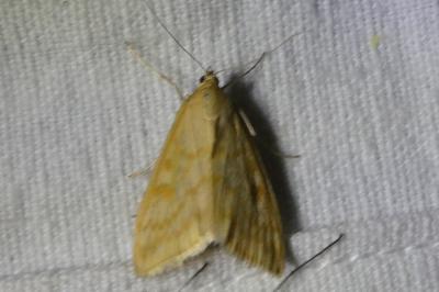 <i>Sitochroa verticalis</i>