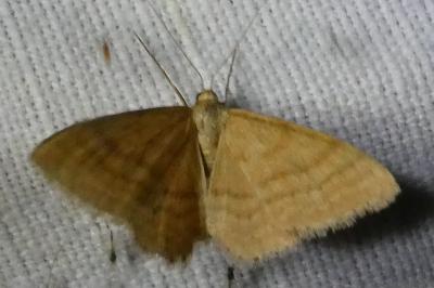 <i>Idaea ochrata</i>