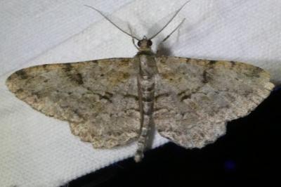<i>Peribatodes rhomboidaria</i>