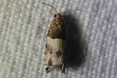 <i>Spilonota ocellana</i>