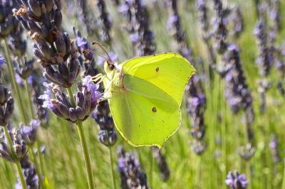 <i>Gonepteryx rhamni</i>