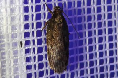 <i>Depressaria</i>