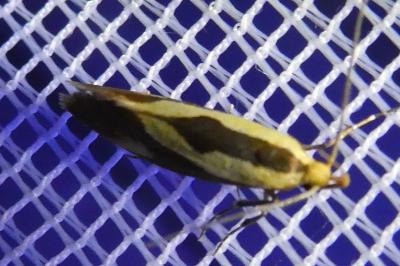 <i>Harpella forficella</i>