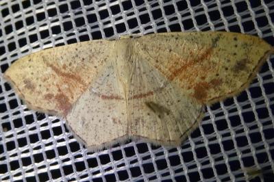 <i>Cyclophora punctaria</i>