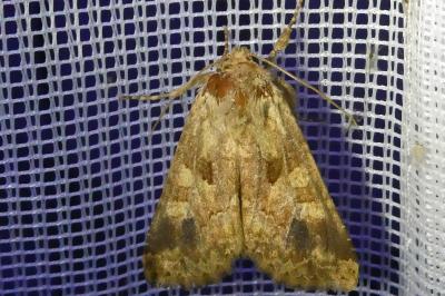 <i>Conisania luteago</i>