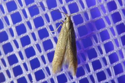 <i>Coleophora</i>