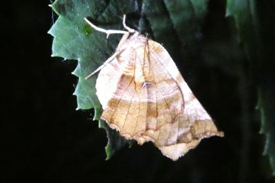 <i>Selenia dentaria</i>