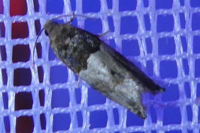 <i>Spilonota ocellana</i>