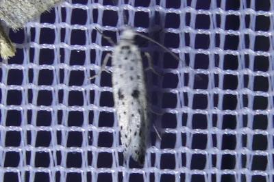 <i>Yponomeuta plumbella</i>