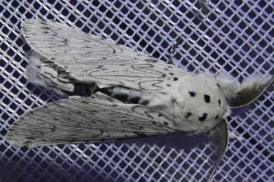 <i>Cerura erminea</i>
