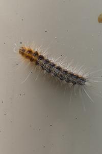 <i>Arctia caja</i>
