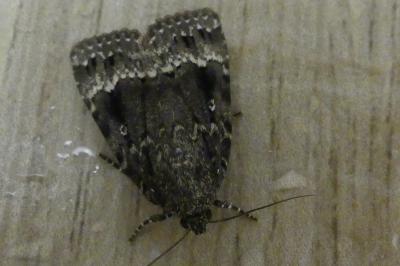<i>Amphipyra pyramidea</i>