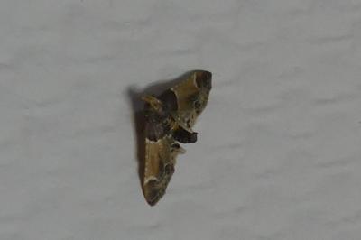 <i>Pyralis farinalis</i>