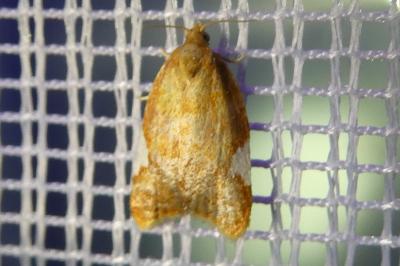 <i>Acleris holmiana</i>
