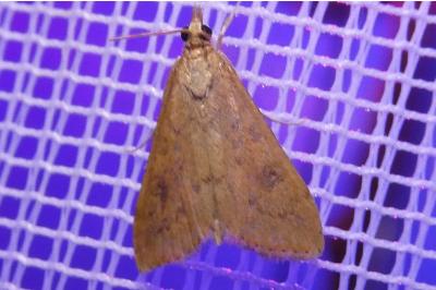 <i>Udea ferrugalis</i>