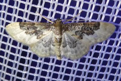 <i>Idaea rusticata</i>