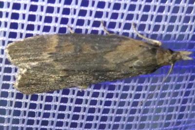 <i>Lamoria anella</i>