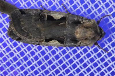 <i>Xestia c-nigrum</i>
