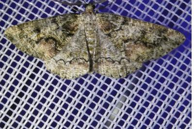 <i>Cleorodes lichenaria</i>