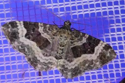 <i>Epirrhoe alternata</i>