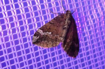 <i>Perizoma lugdunaria</i>