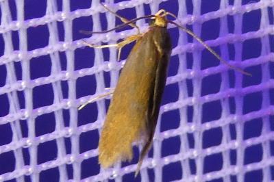 <i>Crassa unitella</i>