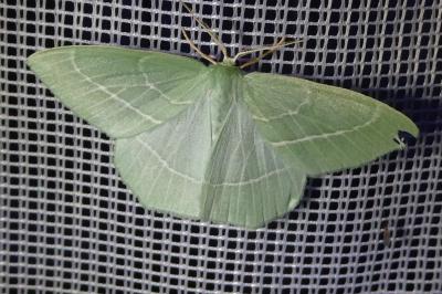 <i>Hemistola chrysoprasaria</i>