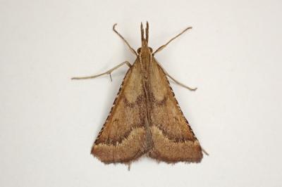 <i>Synaphe punctalis</i>