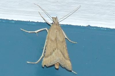 <i>Synaphe punctalis</i>