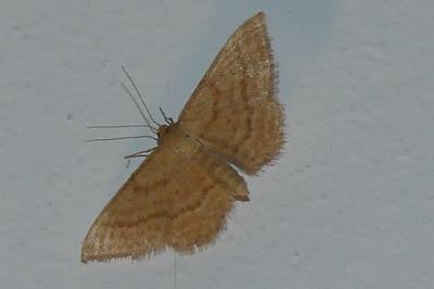 <i>Idaea ochrata</i>