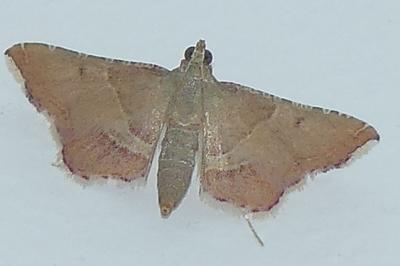 <i>Endotricha flammealis</i>