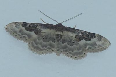 <i>Idaea rusticata</i>