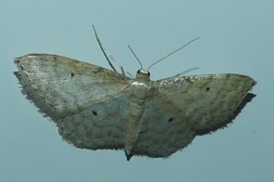 <i>Idaea fuscovenosa</i>