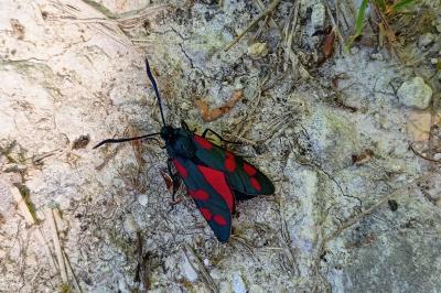 <i>Zygaena filipendulae</i>