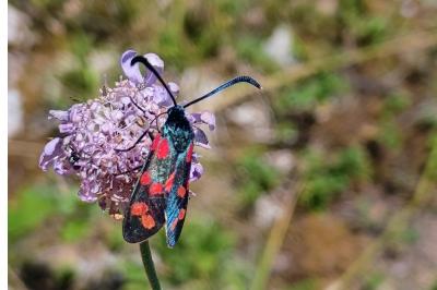<i>Zygaena transalpina</i>