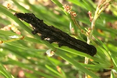 <i>Dypterygia scabriuscula</i>