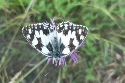 <i>Melanargia galathea</i>