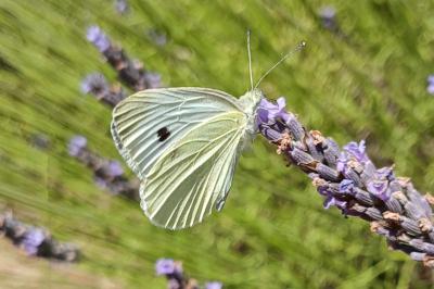 <i>Pieris brassicae</i>
